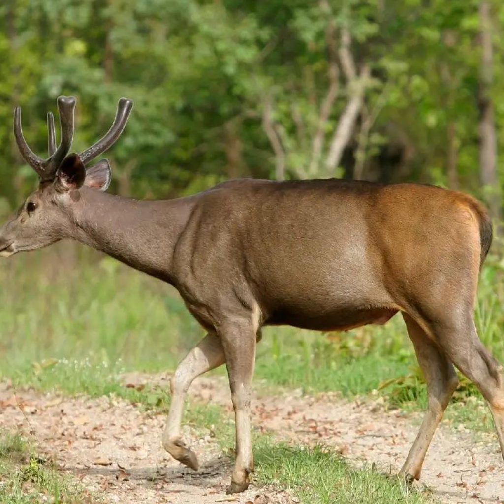 Fauna in Kanha National Park