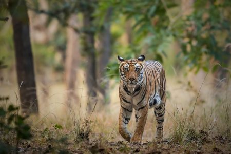 Experience the Excitement of Wildlife Jungle Safaris in Madhya Pradesh