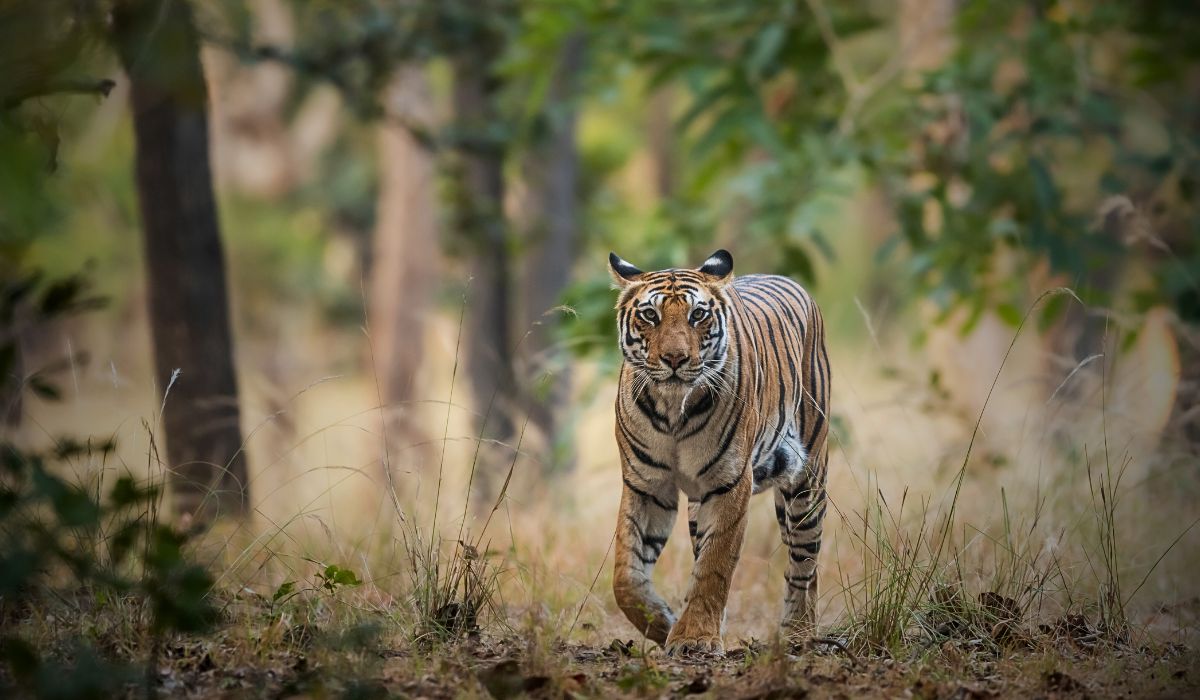 Kanha