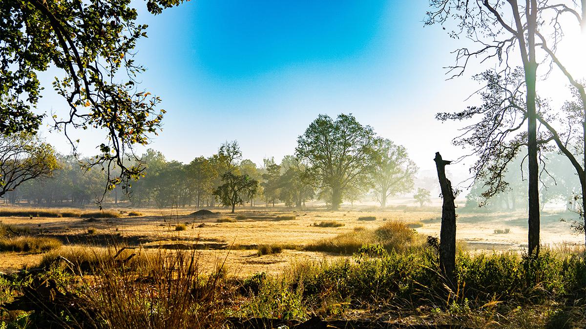 Kanha Meadows