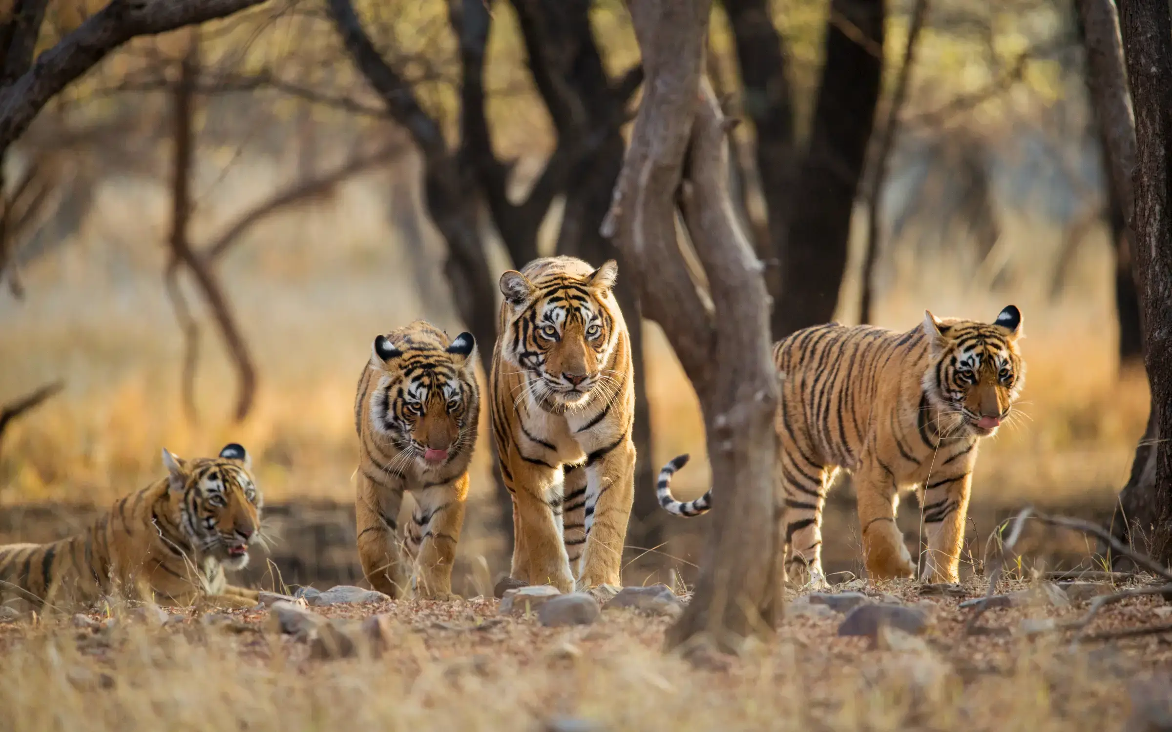 national Park ,Tiger