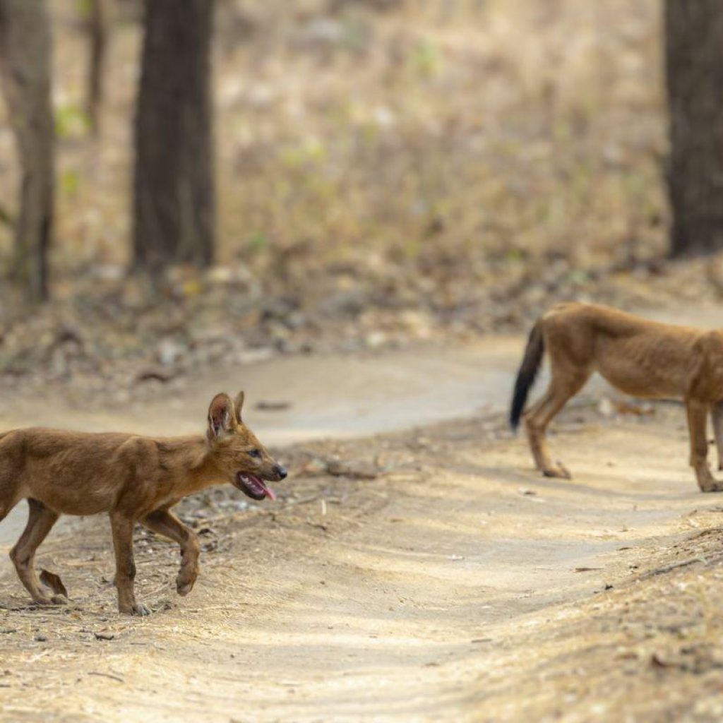 Pench National Park view