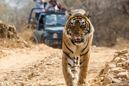 Bandhavgarh Bandhavgarh tour