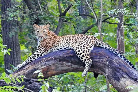 Pench Pachmarhi tour