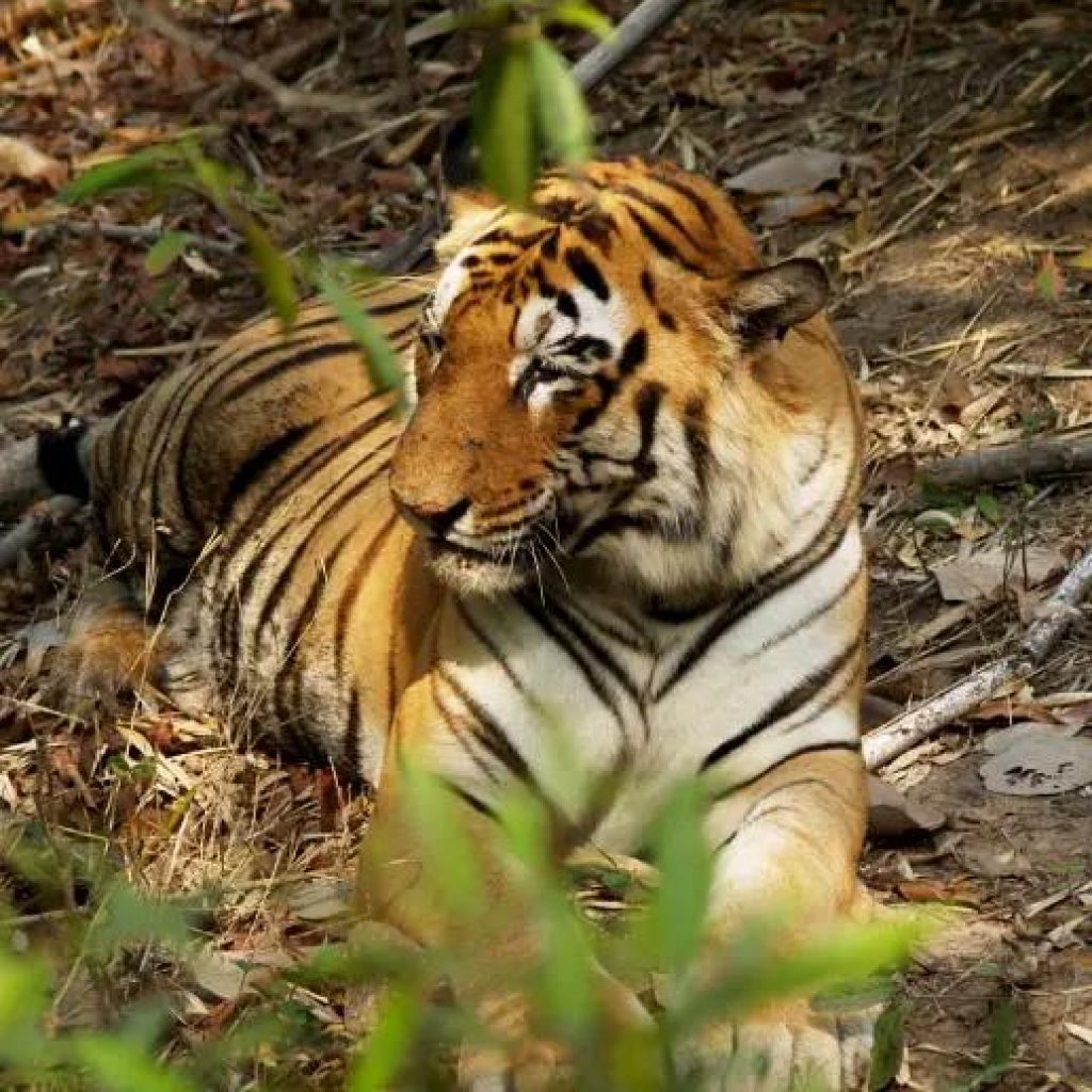 Tiger ,Panna National Park