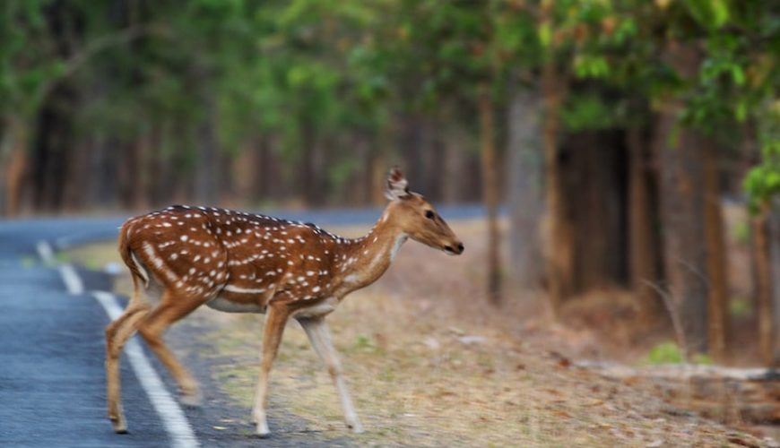 kanha national park