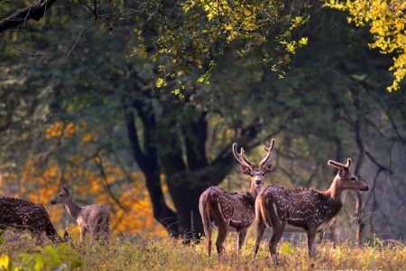 Kanha Tour package