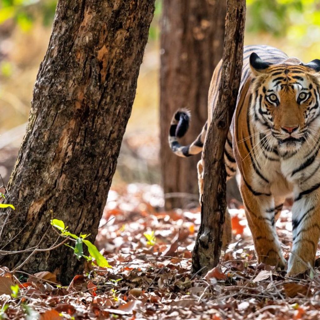 bandhavgarh madhya Pradesh tour packages