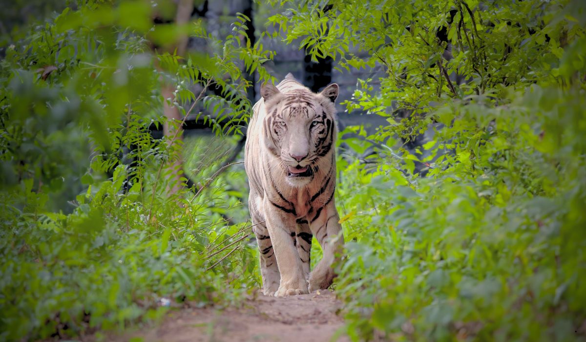 Bandhavgarh National Park