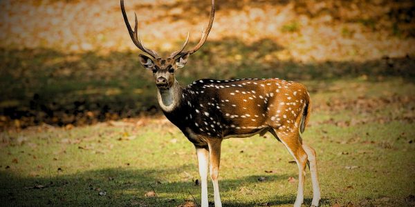 Kanha National Park