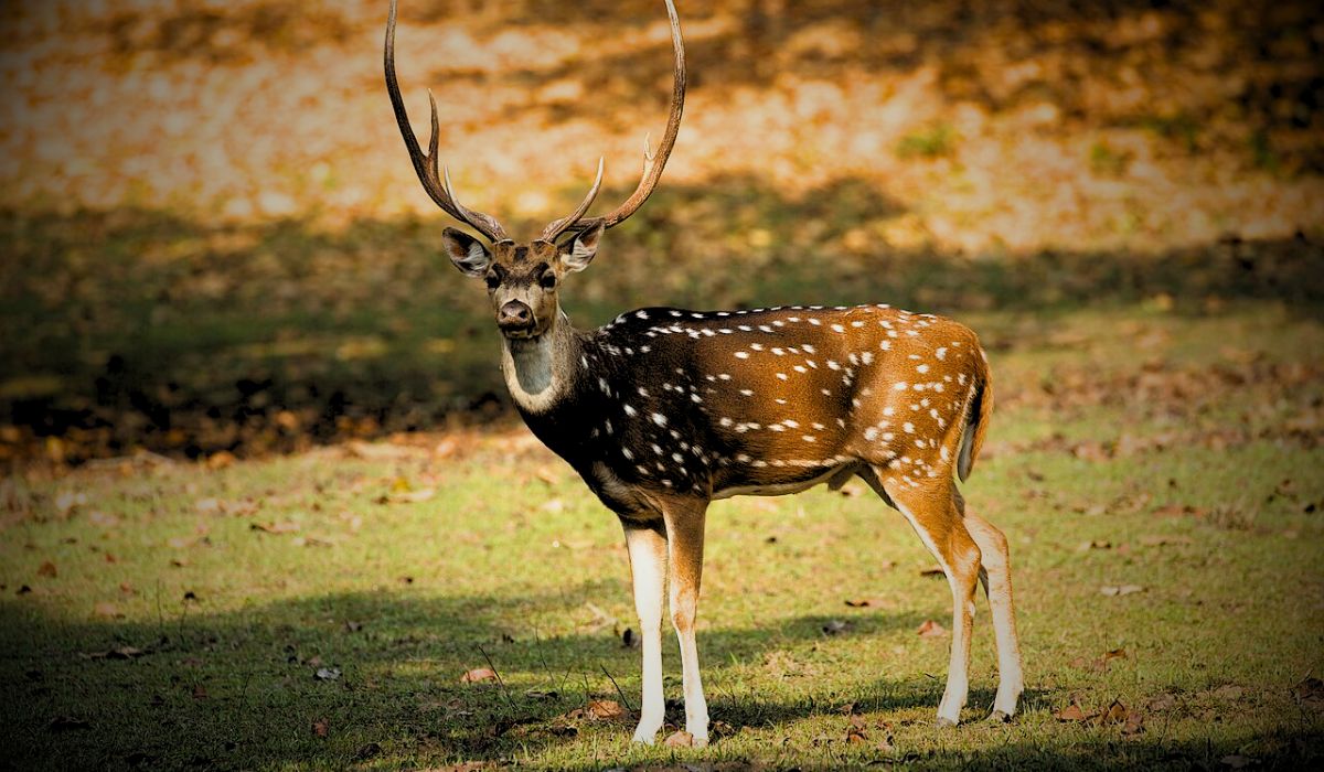 Kanha National Park