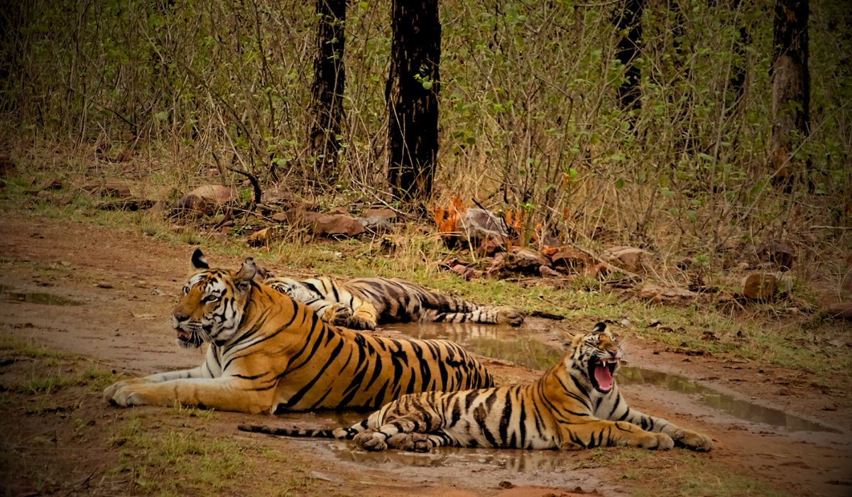 Panna National Park