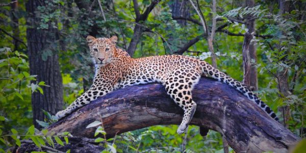 Pench National Park