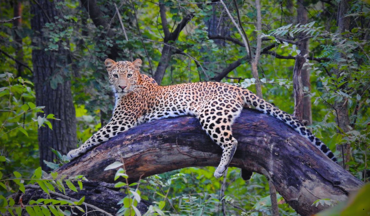 Pench National Park