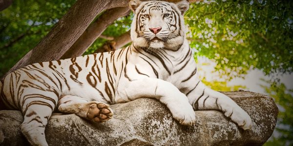 white tiger