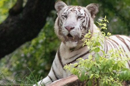 National Parks in Madhya Pradesh: A Journey into the Heart of India’s Nature