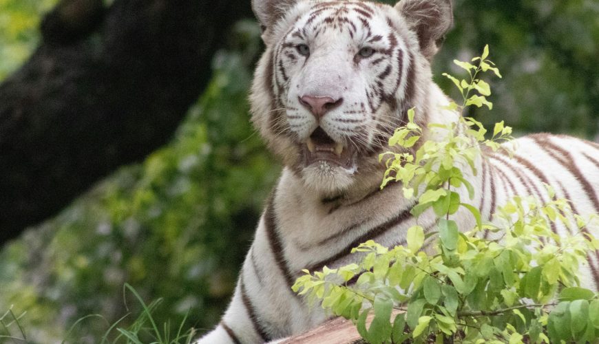 National Parks in Madhya Pradesh: A Journey into the Heart of India’s Nature