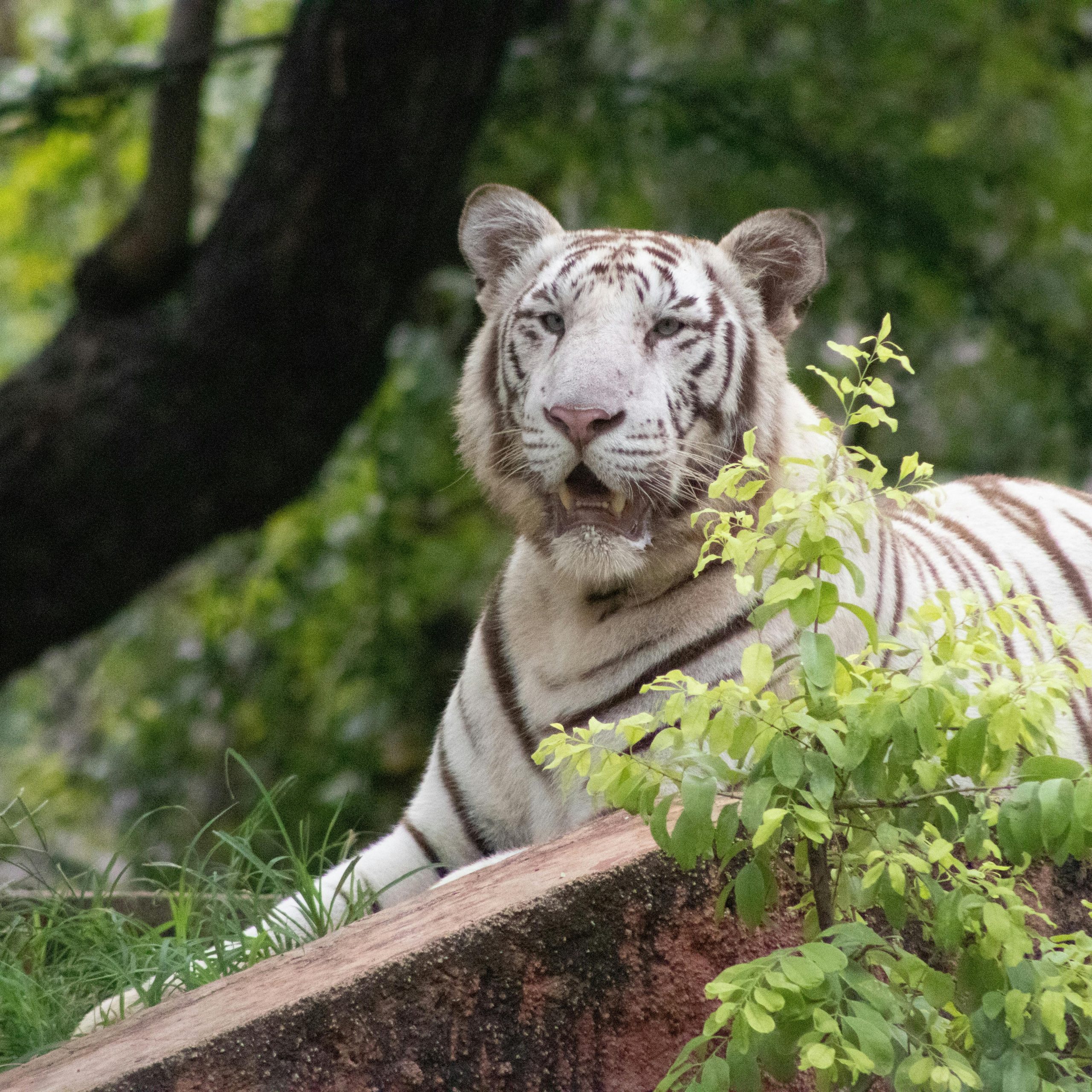 National Parks in Madhya Pradesh: A Journey into the Heart of India’s Nature